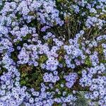 Symphyotrichum oblongifolium 花