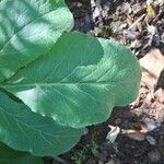 Magydaris panacifolia Leaf