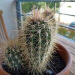 Echinocereus engelmannii Liść