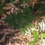 Angelica pachycarpa Leaf