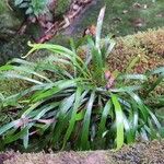 Haplopteris ensiformis Leaf