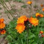 Pilosella aurantiacaFlower