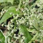 Chenopodiastrum hybridum 花