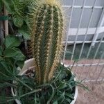 Pilosocereus pachycladus ഇല