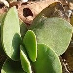 Crassula cotyledonis Leaf