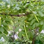 Caragana arborescens Leaf