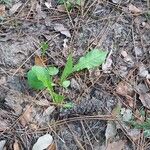 Taraxacum clemens Hoja