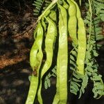 Prosopis juliflora Habit