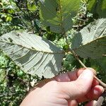 Rubus steudneri Leaf