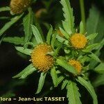 Bidens radiata Flor