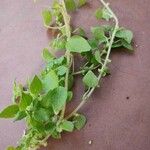 Parietaria floridana Hoja