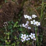 Micranthes californica Flor