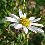 Aster incisus Fleur