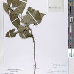 Coffea sapinii Other