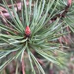 Pinus sylvestris Flors