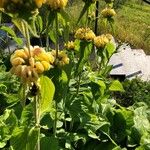 Phlomis russelianaKvět