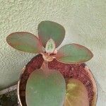 Kalanchoe orgyalis برگ