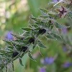 Echium vulgare Owoc