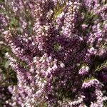 Erica erigena Flor