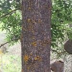 Fraxinus angustifolia बार्क (छाल)