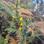 Ulex minorFlower