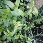 Epilobium tetragonum Habit