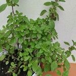 Origanum majorana Blad