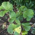 Ligularia dentata Leaf