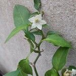 Capsicum frutescens Floare
