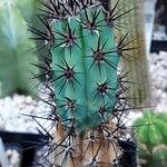 Cereus aethiops Leaf