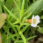 Gratiola officinalisFlower