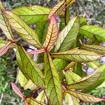 Acalypha integrifolia 葉