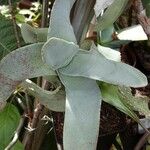 Crassula perfoliata Hoja