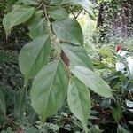 Casearia decandra Hoja