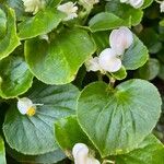 Begonia cucullata Leaf