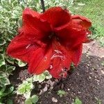 Hippeastrum reginaeFlor