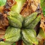 Paeonia lactiflora Frucht