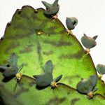 Kalanchoe daigremontiana Leaf