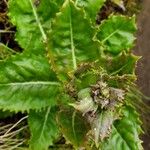 Tolpis azorica Hostoa