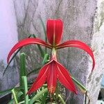 Sprekelia formosissima Flower