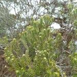 Erica reunionensis Feuille