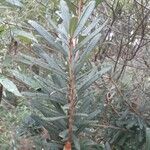 Banksia marginata Φύλλο