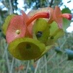 Holmskioldia speciosa Blüte