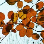 Cotinus coggygria Blatt