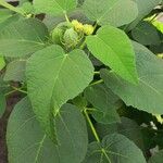 Hibiscus tiliaceus Folha