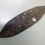 Talisia carinata Други