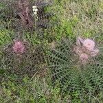 Cirsium horridulumЦвят