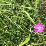 Dianthus hyssopifolius 花