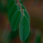 Indigofera hirsuta Hoja