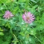 Trifolium mediumFleur